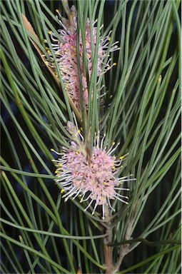 APII jpeg image of Hakea invaginata  © contact APII