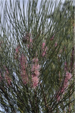 APII jpeg image of Hakea invaginata  © contact APII