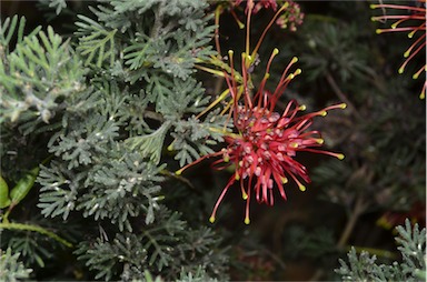 APII jpeg image of Grevillea 'Sea Spray'  © contact APII