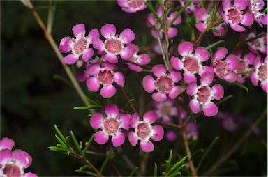 APII jpeg image of Chamelaucium 'Purple Pride'  © contact APII