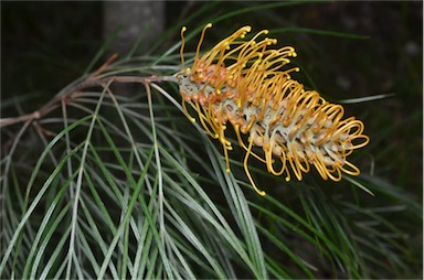 APII jpeg image of Grevillea 'Honey Wonder'  © contact APII