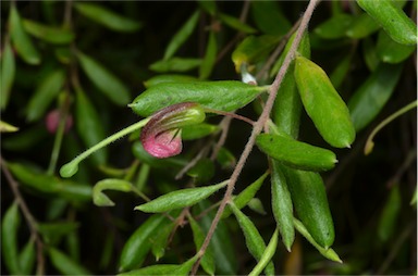 APII jpeg image of Grevillea quadricauda  © contact APII