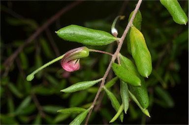 APII jpeg image of Grevillea quadricauda  © contact APII