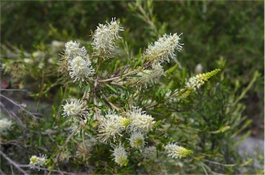 APII jpeg image of Grevillea trachytheca  © contact APII