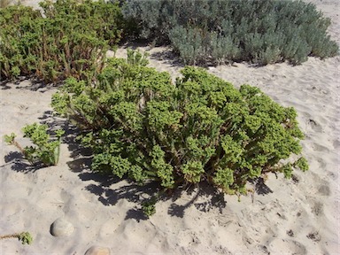 APII jpeg image of Euphorbia paralias  © contact APII