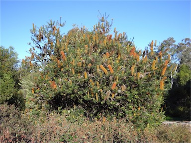 APII jpeg image of Banksia 'Giant Candles'  © contact APII