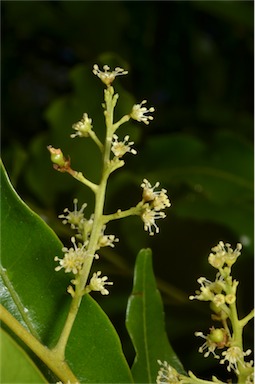 APII jpeg image of Cupaniopsis baileyana  © contact APII