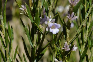 APII jpeg image of Eremophila psilocalyx  © contact APII