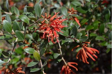 APII jpeg image of Grevillea phillipsiana  © contact APII