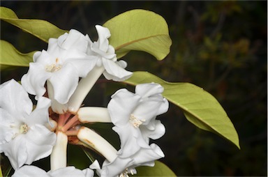 APII jpeg image of Rhododendron torajaense  © contact APII