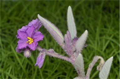 APII jpeg image of Solanum lithophilum  © contact APII