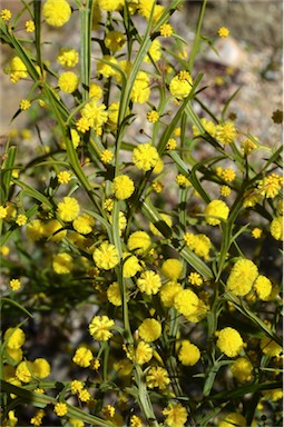 APII jpeg image of Acacia trigonophylla  © contact APII