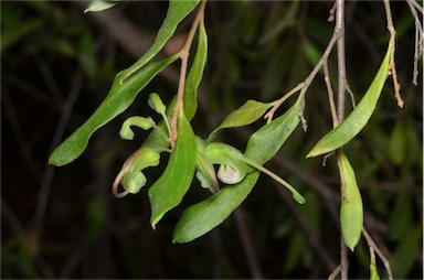 APII jpeg image of Grevillea guthrieana  © contact APII