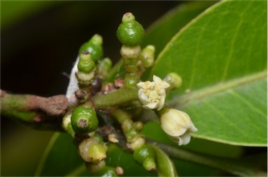 APII jpeg image of Glycosmis trifoliata  © contact APII