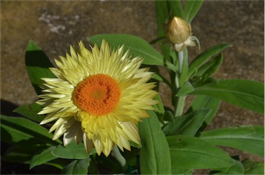 APII jpeg image of Xerochrysum 'Lemon Queen'  © contact APII