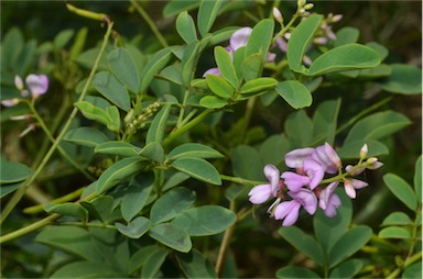 APII jpeg image of Indigofera australis  © contact APII