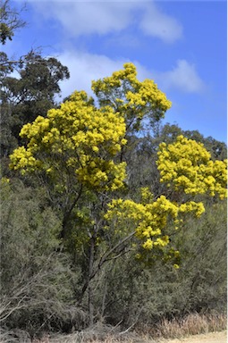 APII jpeg image of Acacia filicifolia  © contact APII