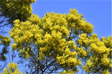 APII jpeg image of Acacia filicifolia  © contact APII