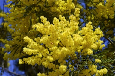 APII jpeg image of Acacia filicifolia  © contact APII