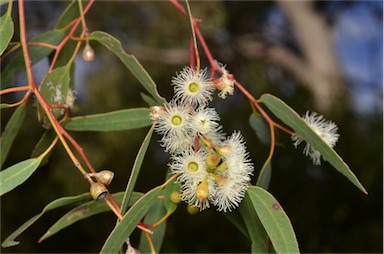 APII jpeg image of Eucalyptus melliodora  © contact APII