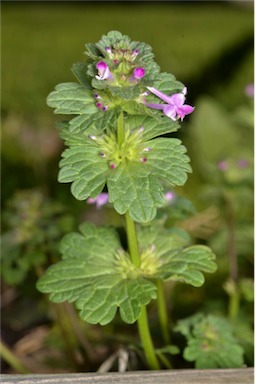 APII jpeg image of Lamium amplexicaule  © contact APII