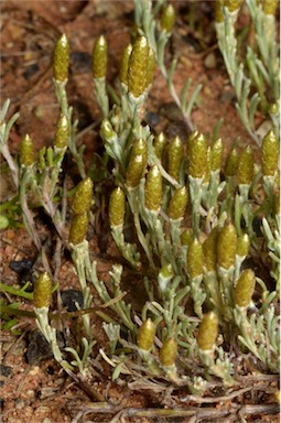 APII jpeg image of Angianthus brachypappus  © contact APII