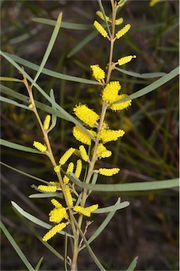 APII jpeg image of Acacia caroleae  © contact APII