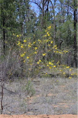 APII jpeg image of Acacia caroleae  © contact APII