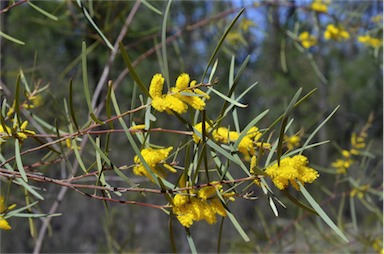 APII jpeg image of Acacia caroleae  © contact APII