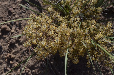 APII jpeg image of Lomandra multiflora subsp. multiflora  © contact APII