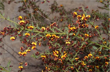 APII jpeg image of Daviesia ulicifolia subsp. pilligensis  © contact APII