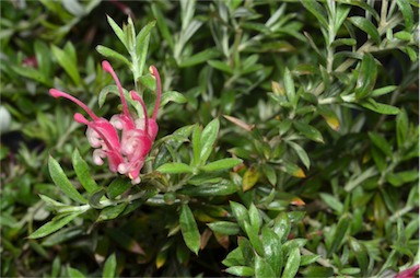 APII jpeg image of Grevillea 'Pinky Petite'  © contact APII