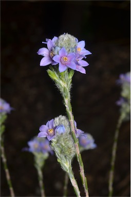 APII jpeg image of Philotheca nodiflora subsp. lasiocalyx  © contact APII