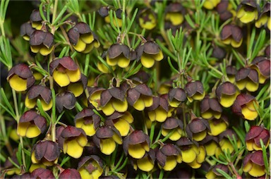 APII jpeg image of Boronia megastigma 'Heaven Scent'  © contact APII