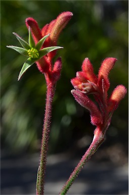 APII jpeg image of Anigozanthos 'Bush Rampage'  © contact APII