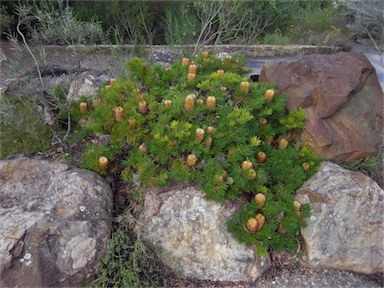 APII jpeg image of Banksia spinulosa 'Birthday Candles'  © contact APII