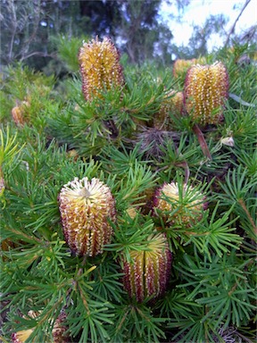 APII jpeg image of Banksia spinulosa 'Birthday Candles'  © contact APII