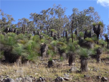 APII jpeg image of Xanthorrhoea glauca subsp. angustifolia  © contact APII