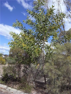 APII jpeg image of Acacia grandifolia  © contact APII