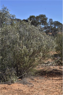 APII jpeg image of Leptospermum coriaceum  © contact APII