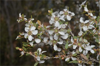 APII jpeg image of Leptospermum coriaceum  © contact APII