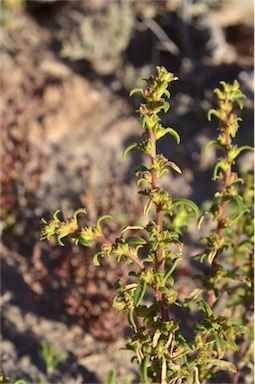 APII jpeg image of Lawrencia glomerata  © contact APII