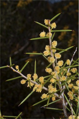 APII jpeg image of Acacia colletioides  © contact APII