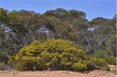 APII jpeg image of Acacia wilhelmiana  © contact APII