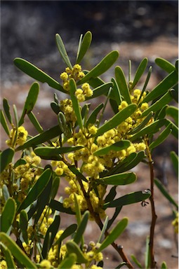 APII jpeg image of Acacia hakeoides  © contact APII