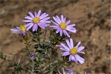 APII jpeg image of Olearia magniflora  © contact APII