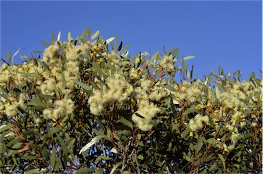 APII jpeg image of Eucalyptus incrassata  © contact APII