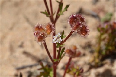 APII jpeg image of Trachymene cyanopetala  © contact APII