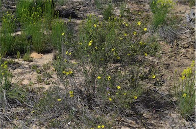 APII jpeg image of Hibbertia riparia  © contact APII