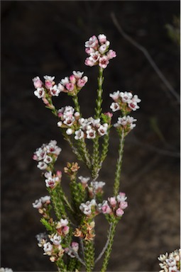 APII jpeg image of Micromyrtus ciliata  © contact APII